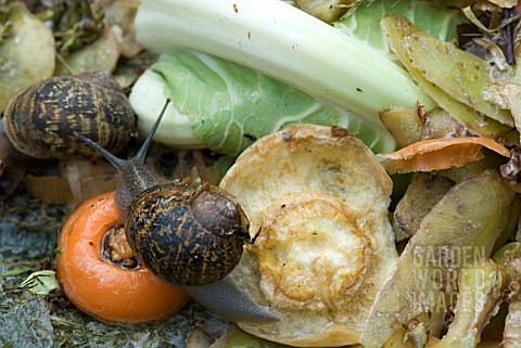 SNAILS_ON_COMPOST