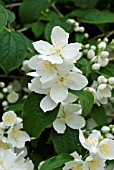 PHILADELPHUS   MOCK ORANGE