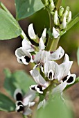 BROAD BEAN FLOWERS