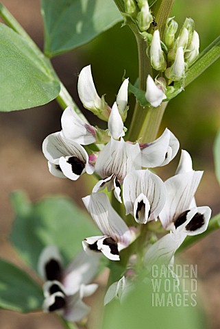 BROAD_BEAN_FLOWERS