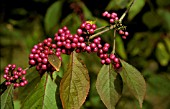 CALLICARPA BODINIERI WITH BERRIES