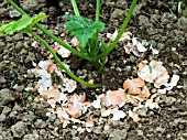 EGGSHELL RING ROUND COURGETTE PLANT