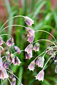 NECTAROSCORDUM SICULUM