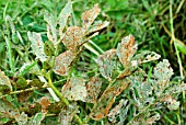 RUST ON BROAD BEAN PLANT