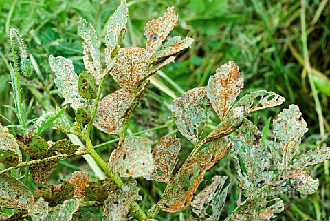 RUST_ON_BROAD_BEAN_PLANT