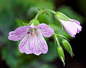 GERANIUM X OXONIANUM