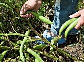 HARVESTING BROAD BEAN CROP