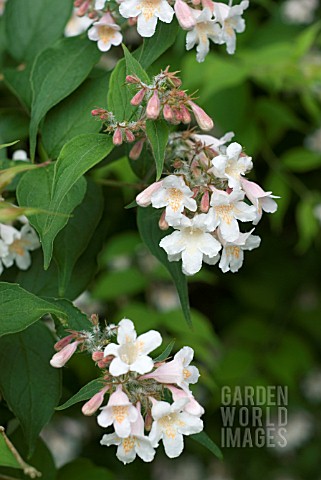 KOLKWITZIA_AMABILIS_PINK_CLOUD