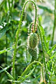 PAPAVER RHOEAS,  BUDS