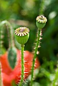 PAPAVER RHOEAS,  SEEDHEAD