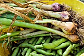 CROP OF ONIONS,  GARLIC AND BROAD BEANS