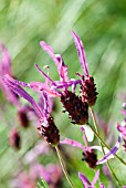 LAVANDULA ST VICTORY,  WITH CUCKOO SPIT