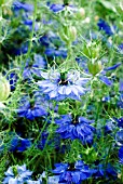 NIGELLA DAMASCENA