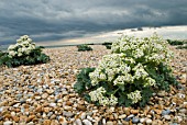 CRAMBE MARITIMA