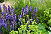 COMBINATION PLANTING   SALVIA WITH ALCHEMILLA MOLLIS