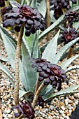 AGAVE AND AEONIUM