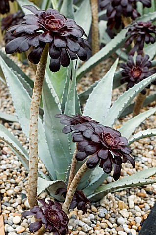 AGAVE_AND_AEONIUM