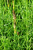 EQUISETUM ARVENSE, (COMMON HORSETAIL)