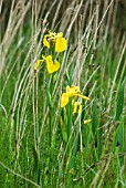 YELLOW IRIS GROWING IN THE WILD