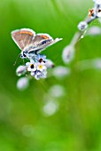 BUTTERFLY ON MYOSOTIS