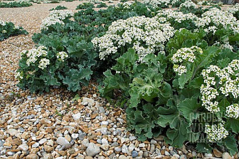 CRAMBE_MARITIMA