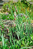 FRITILLARIA ACMOPETALA