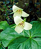 TRILLIUM ERECTUM BUFF FORM