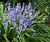 HYACINTHOIDES HISPANICA