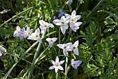 IPHEION UNIFLORUM