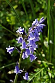 HYACINTHOIDES HISPANICA