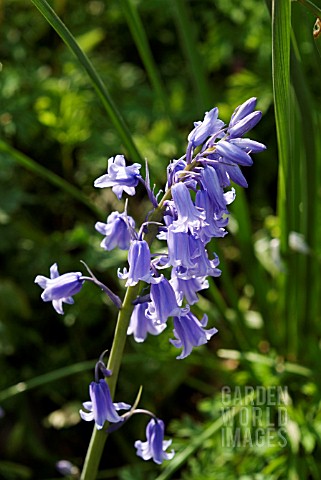 HYACINTHOIDES_HISPANICA