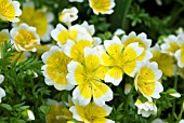 LIMNANTHES DOUGLASII,  POACHED EGG PLANT