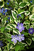 VINCA MAJOR VARIEGATA   PERIWINKLE