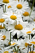 OX EYE DAISY   LEUCANTHEMUM VULGARE