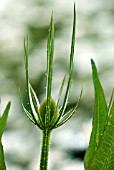 TEASEL   DIPSACUS FULLONIUM