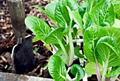 PAK CHOI READY FOR PLANTING OUT