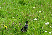 MOORHEN IN WILD FLOWER MEADOW