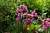 BERGENIA AND BLUEBELLS