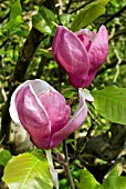 MAGNOLIA X SOULANGEANA