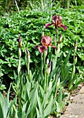 IRIS DOWNLAND