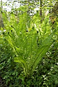 MATTEUCCIA STRUTHIOPTERIS,  SHUTTLECOCK FERN