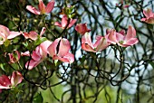 CORNUS FLORIDA RUBRA