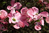 CORNUS FLORIDA RUBRA