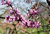 CERCIS CANADENSIS   FOREST PANSY