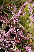 CERCIS CANADENSIS   FOREST PANSY