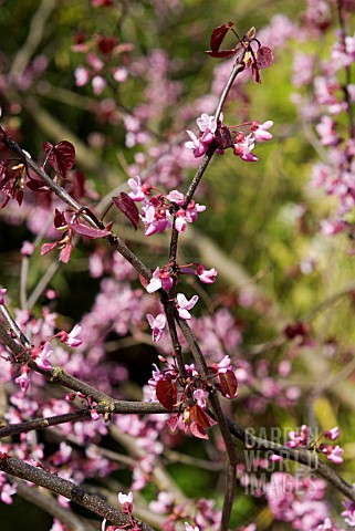 CERCIS_CANADENSIS___FOREST_PANSY