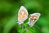 COMMON BLUE BUTTERFLY MATING