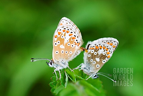COMMON_BLUE_BUTTERFLY_MATING
