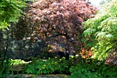 ACERS PALMATUM DISSECTUM