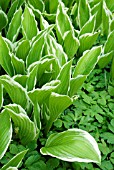 HOSTA UNDULATA VAR. ALBOMARGINATA